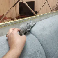 عروس هلندی نر