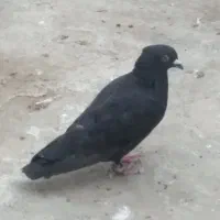 کبوتر مسافتی و تکپر