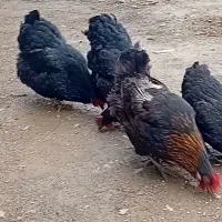 ۳ دانه مریشک هیلکه که ر