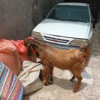 چپش نر پاکستانی فروشی