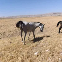 اسب|اسب و تجهیزات اسبسواری|سوری, |دیوار