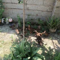 جوجه اردک نمایی پروازی اصل