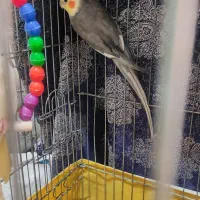 عروس هلندی جفت