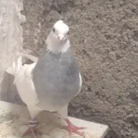 کبوتر فروشی