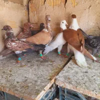۹ عدد کفتر پررشی