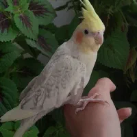 عروس هلندی ماده