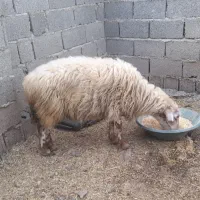گوسفند زنده
