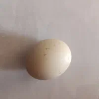 سنگ الماس آسیاب اصل