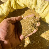 تخم شبدر ۷ چین سیلاخور به شرط
