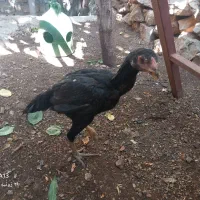 جوجه لاری