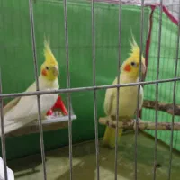 عروس هلندی یا پاریس