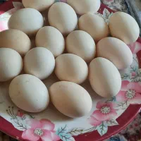 تخم مرغ محلی
