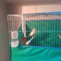 قناری|پرنده|همدان, |دیوار