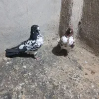 کبوتر تهرانی پرشی