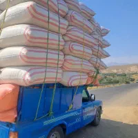 کاه گندم و جو
