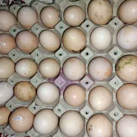 تخم مرغ محلی