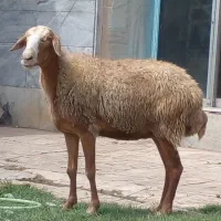 شش گوسفند آبست جوان برای داشتی و پرواری