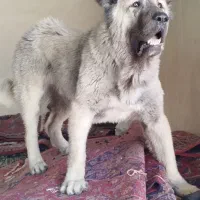 سگ سرابی
