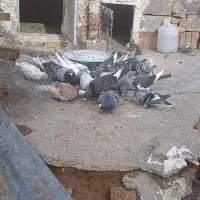 کفتر|پرنده|فاروج, |دیوار