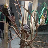 سه تا عروس هلندی نر سالم بدون مریضی