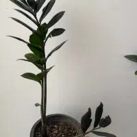 گل و گیاه
