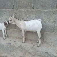 فروش کهره نر صومال خوش رنگ