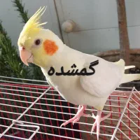 عروس هلندی گمشده