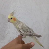 عروس هلندی ماده دستی