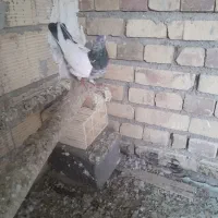 کله دم سبز ماده