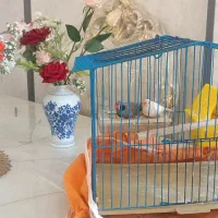 فنچ زیبا خوشگل
