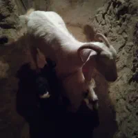 فروش فوری