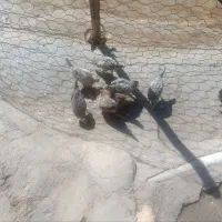 جوجه