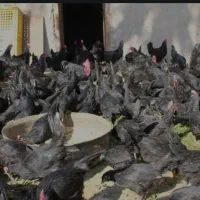 تخم مرغ مشکی تخم مرغ سیاه صدرصد ارگانیک