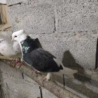 کبوتر  معاوضه شازده پرستویی چتری
