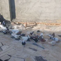 کفتر. زدوخوردی
