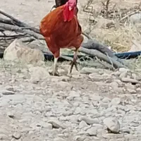 خروس