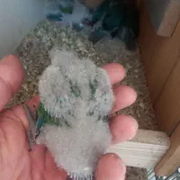 فروش گرینچیک سرلاکی
