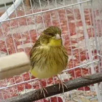 گلستر  به شرط نطفه وجوان ۲ عدد ماده دارچینی
