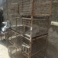 قفس کبوتر