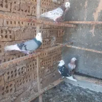 کبوترهما