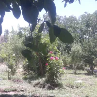 دوهزارمترباغ-همراه-ساختمان-ویلایی