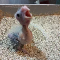 جوجه عروس یک هفته ای
