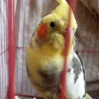 مرغ عروس