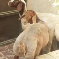 گوسفند زنده باباسکول دیجیتال