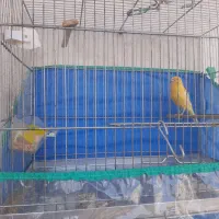 قناری ماده درشت و قواره دار
