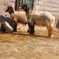 فروش ۱۰راس میش اصیل بختیاری