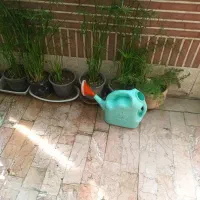 گل مرداب و ابپاش