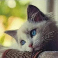 گربه...