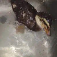 جوجه اردک
