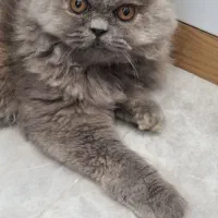 گربه پرشین ماده ۶ ماهه